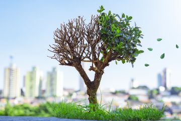 vecteezy_a-close-up-of-a-bonsai-tree-losing-its-leaves_1259426